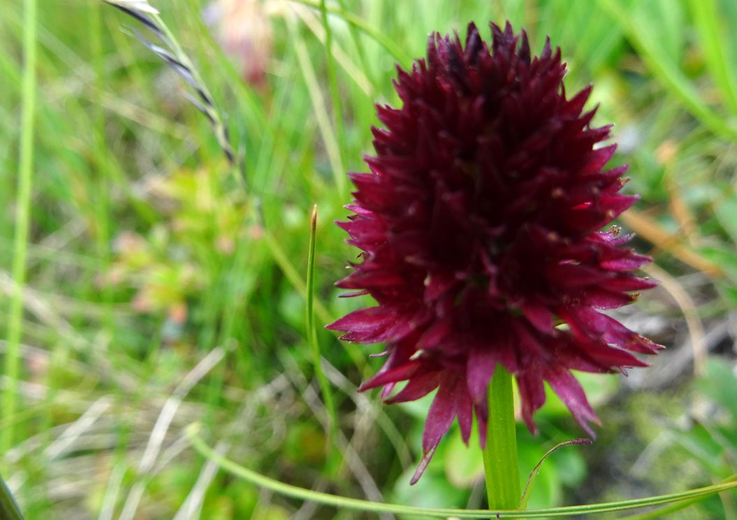 Walkers Britain Alpine Flowers A Mountain Walker’s Guide